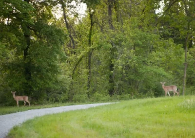 woodland-cabins-deer-in-forest