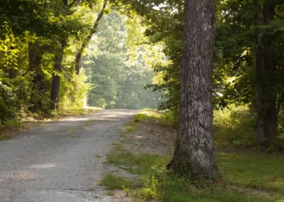 woodland-cabins-route-trees